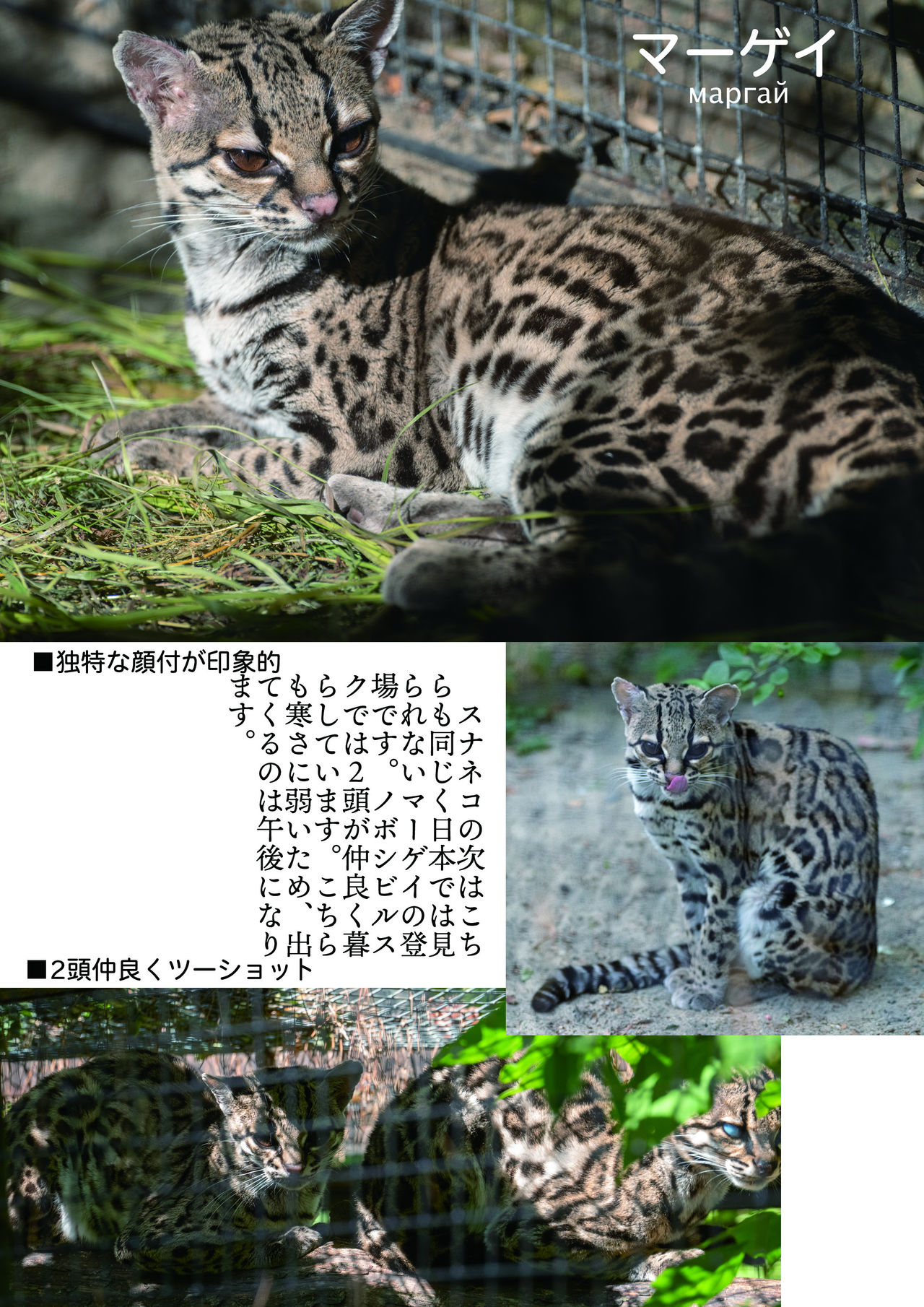 [mayけものフレンズ (よろず)] mayけものフレンズスレ合同誌2 (けものフレンズ) [DL版]